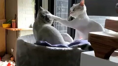 playful cats