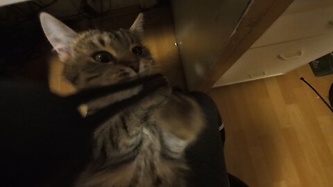 Pixikatzi wird gestreichelt, 30.11.2025 [A] Schoß