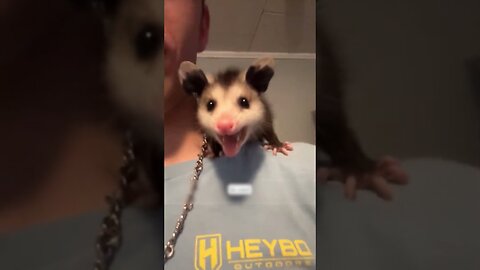 Moms possum lost her baby and the girl saved his life