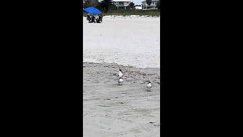 Livestream Highlight | Royal Tern Circus Act!