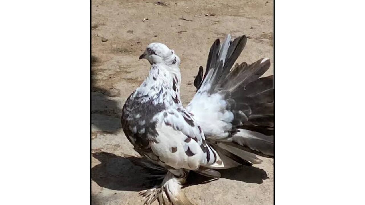 Winged Beauty of DOVE!