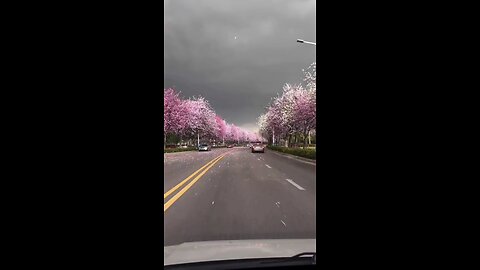 pink 🌸 blossoms