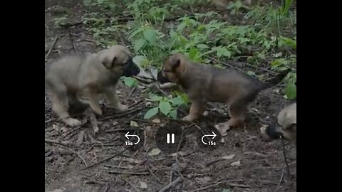 Little military dogs, a morning walk
