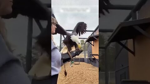 The men saved the eagle from the mountain river and gave a second life