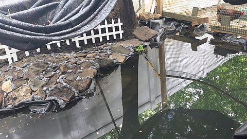 Koi Pond Progress