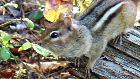 Chipmunk