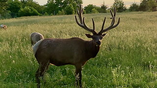 Bull Elk Sneezes After Grazing