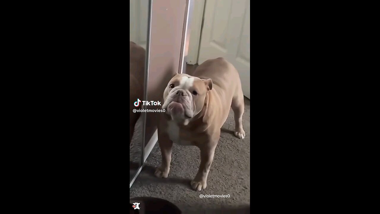 funny dog attitude 😂