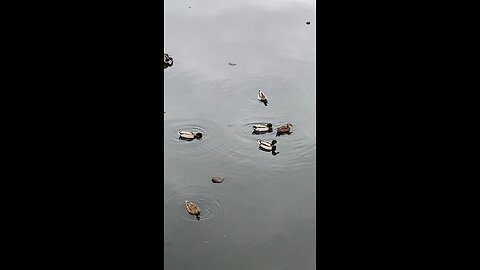 Mallard Ducks 🦆 #shorts #followme #trending #ducks #duck #mallardducks #viral