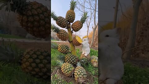 Make a pineapple tree for the little rabbit, may your life be sweet and sour
