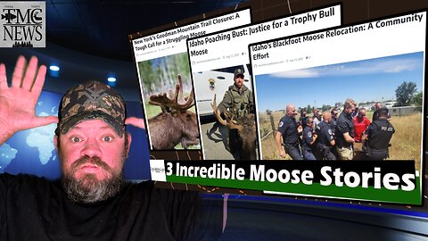 Wildlife and Conservation News: 3 Wild Moose Stories