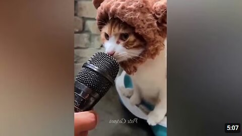Funniest Animals 🐶🐱 | Funny Cats and Dogs - Funny Animal Videos