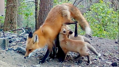 Hungry Fox Cubs Lift Up Their Mother While Nursing