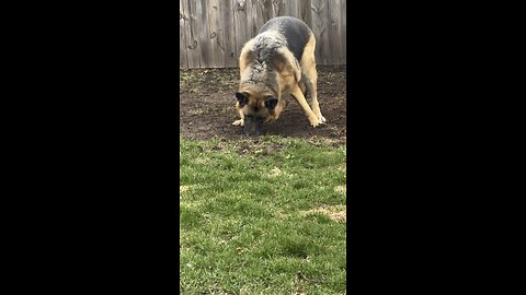 Zuri digs for treasure