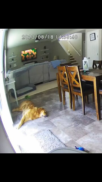 Sleeping Pup Howling