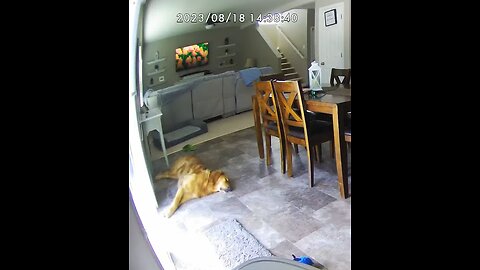 Sleeping Pup Howling