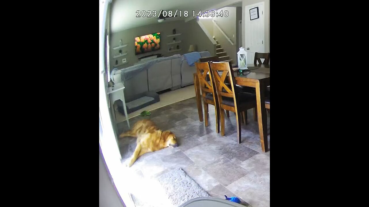 Sleeping Pup Howling