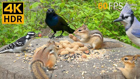 Live : Cat TV for Cats to Watch 😺🐦 ⬛ Hide and Seek with Birds and Squirrels 🐿 Cat Games 4K HDR