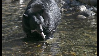 Strange Kentucky Home Intruder Bear-ly Got Away With It