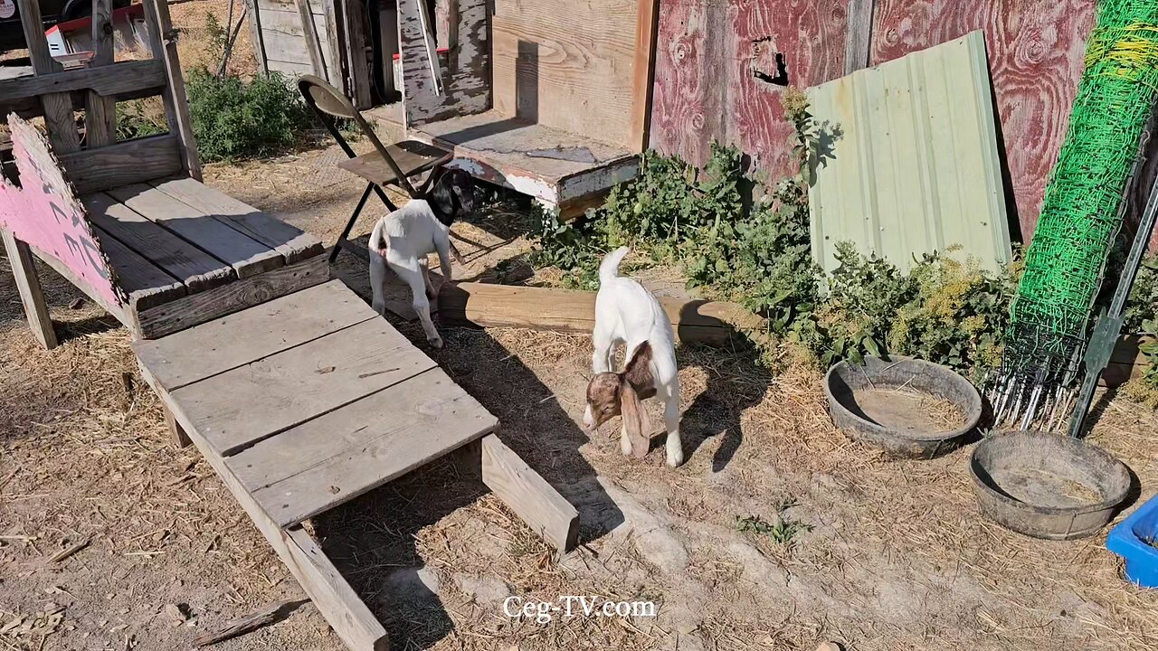 Graham Family Farm: 8:40 AM June 15 2025