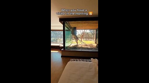 Hotel Room Caged With Lions