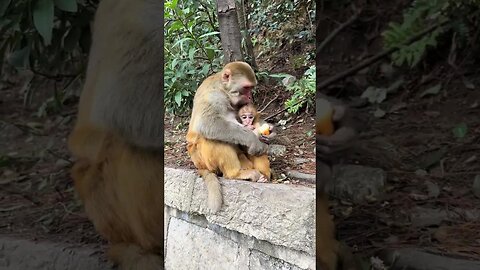Feed the monkey mother and child some bread