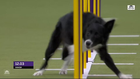 Waoo Amazing! Vanish the Border Collie wins