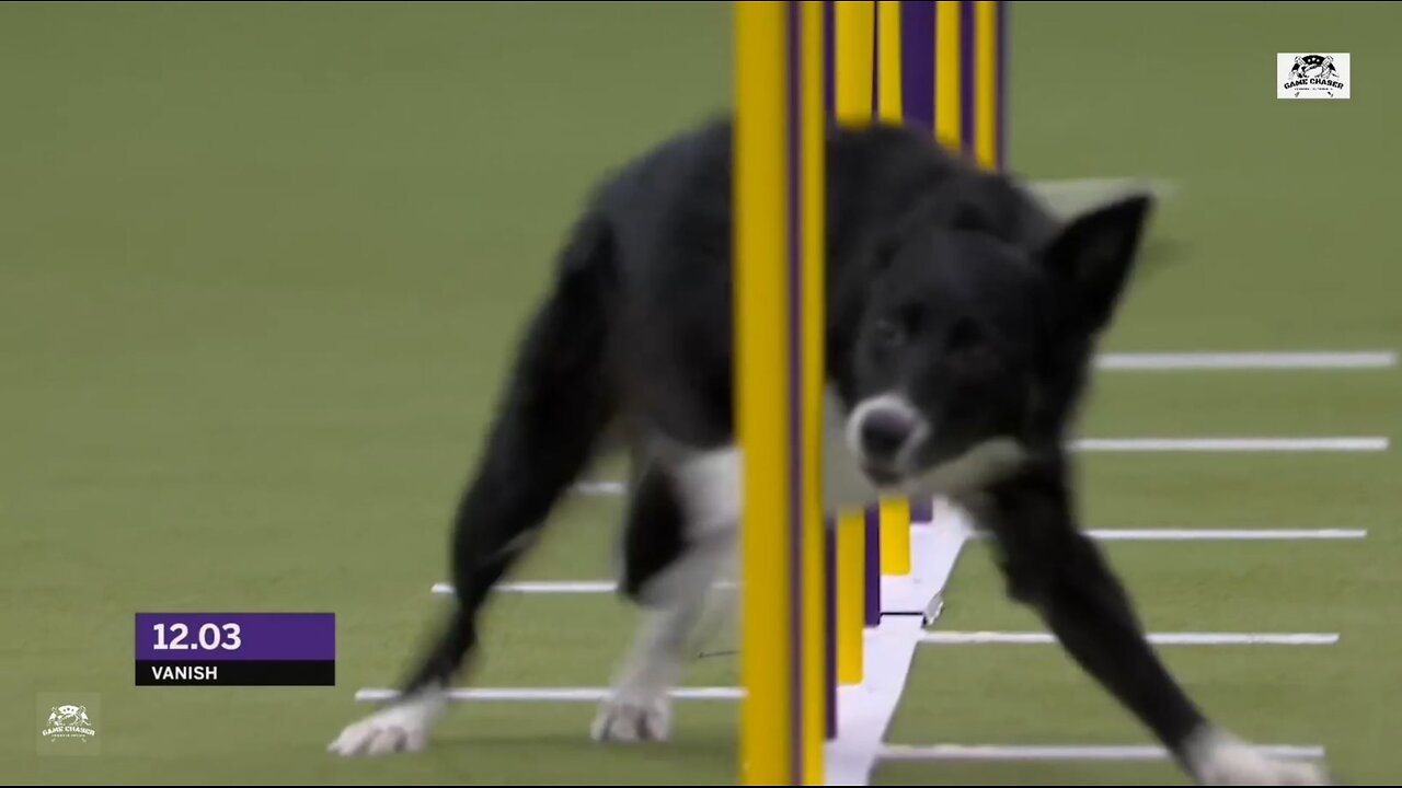 Waoo Amazing! Vanish the Border Collie wins