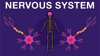 Nervous System Basics