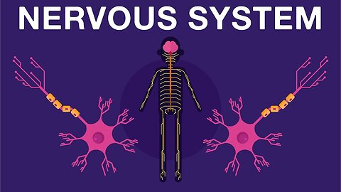 Nervous System Basics