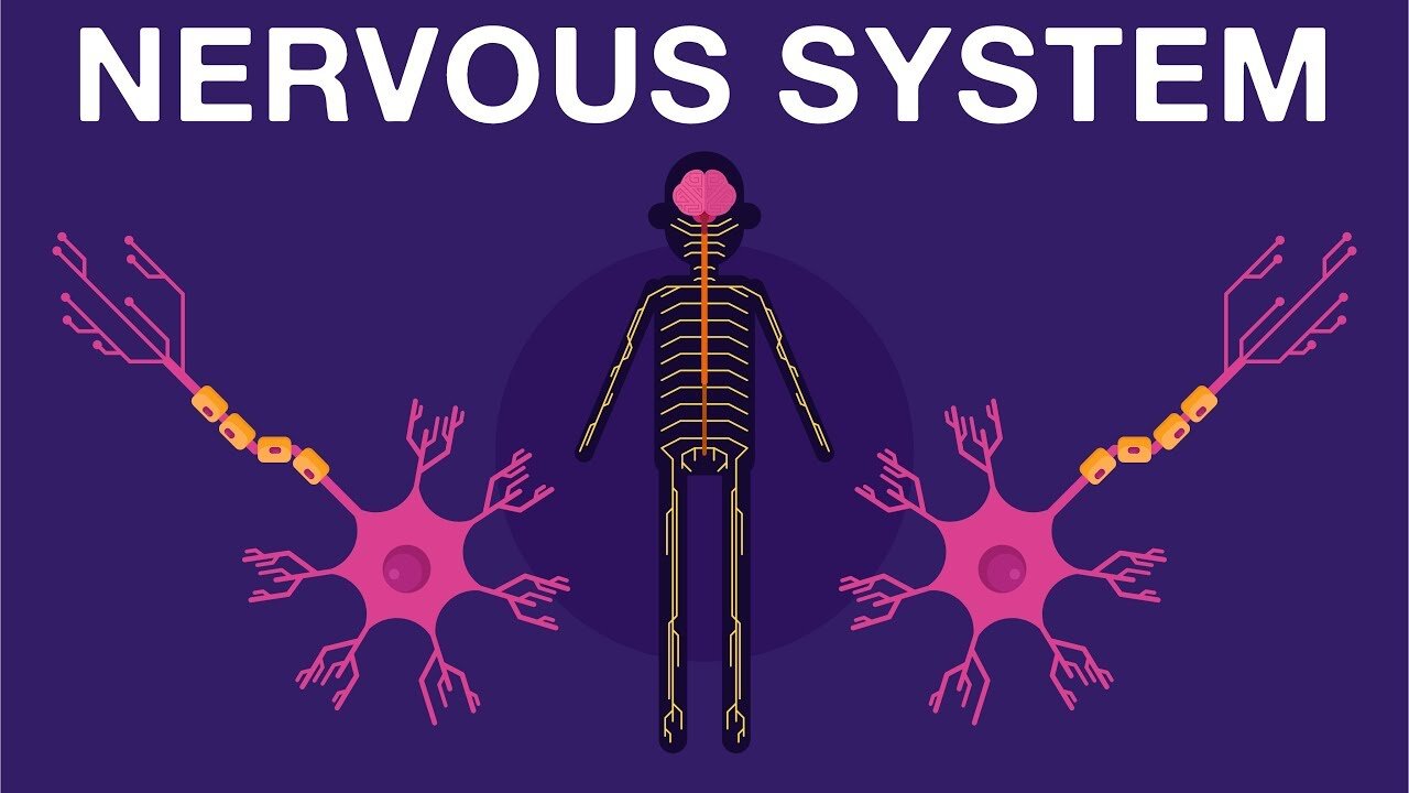 Nervous System Basics