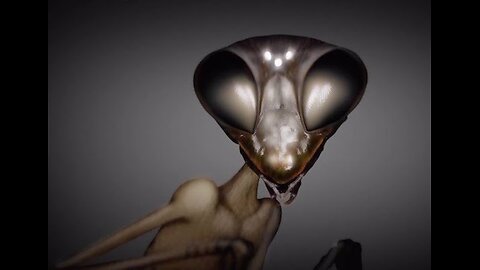 Insect Aliens and Implants