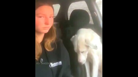 dog reaction to being adopted🥰♥️#funnydog, #dogfails, #cutepuppy,