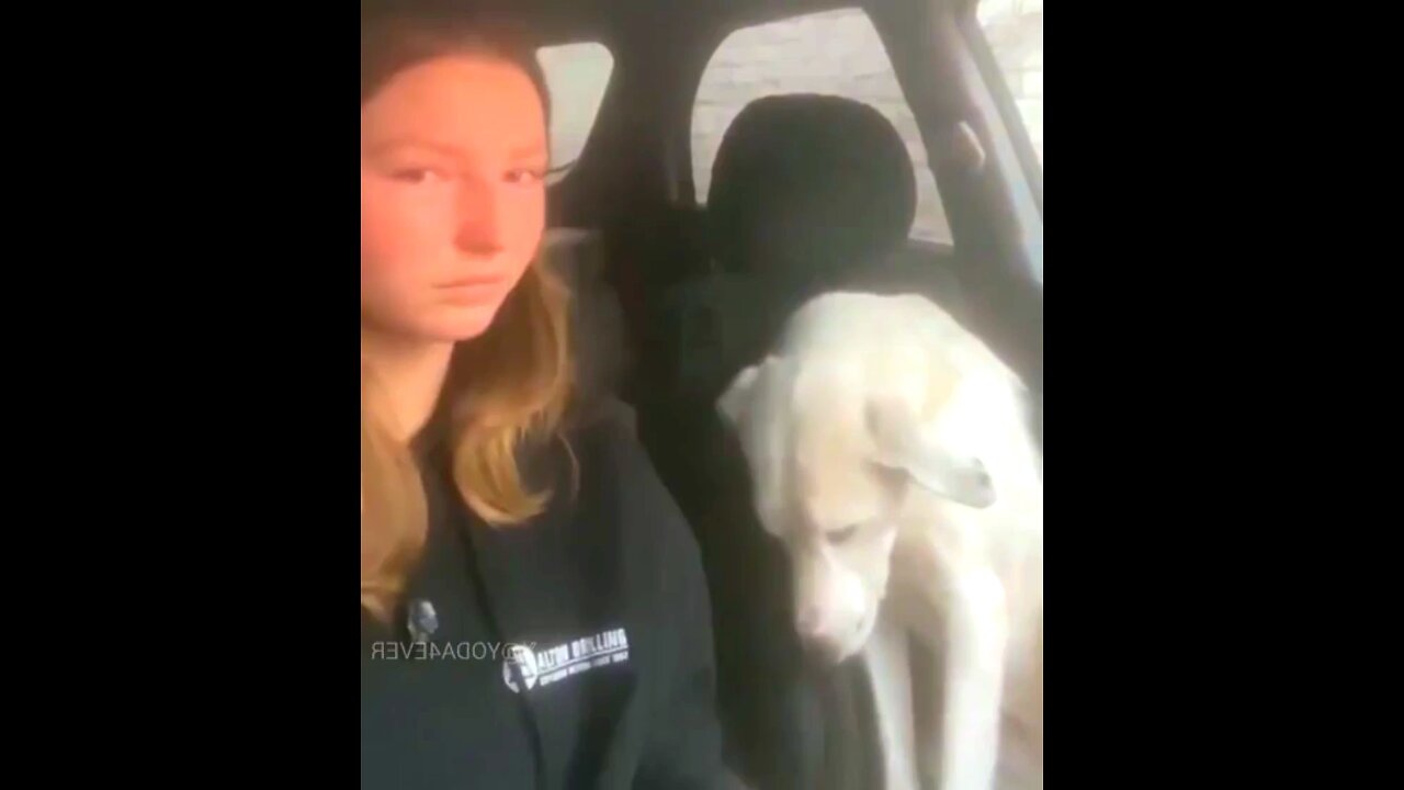 dog reaction to being adopted🥰♥️#funnydog, #dogfails, #cutepuppy,