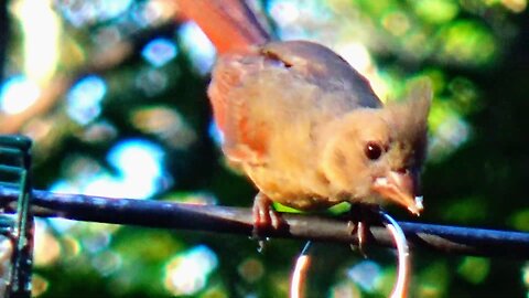 Young Cardinal