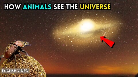 This Video Proves You're Blind to 99% of the World