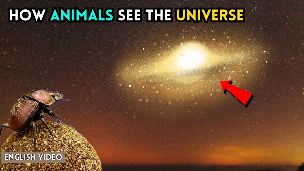 This Video Proves You're Blind to 99% of the World