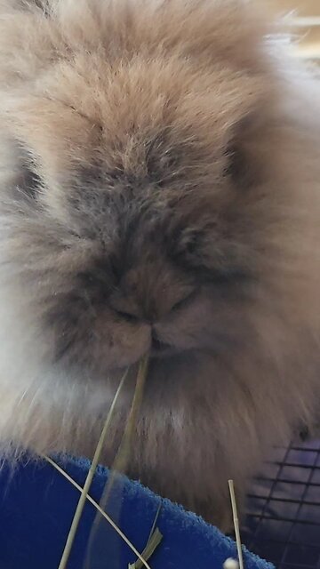 BunBun eating Hay