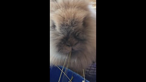 BunBun eating Hay