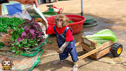 Baby monkey YiYi harvests vegetables and sells them to buy food to take care of the ducks