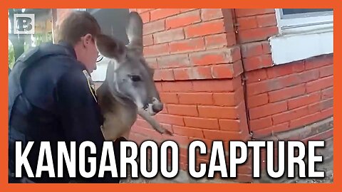 Police Capture "Repeat Offender" Kangaroo on the Loose in Durango, Colorado
