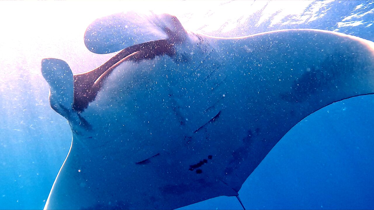 Giant mantas surround thrilled divers in Galapagos Islands