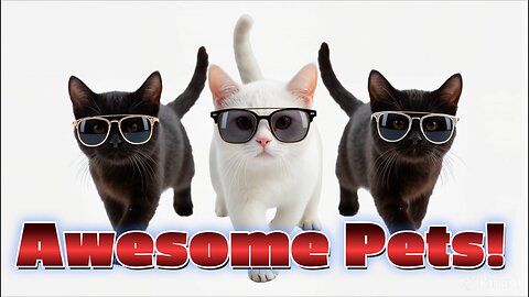 Awesome Pets 🐶🐱🐾 Funny Dogs, Cute Cats & a Silly Llama!