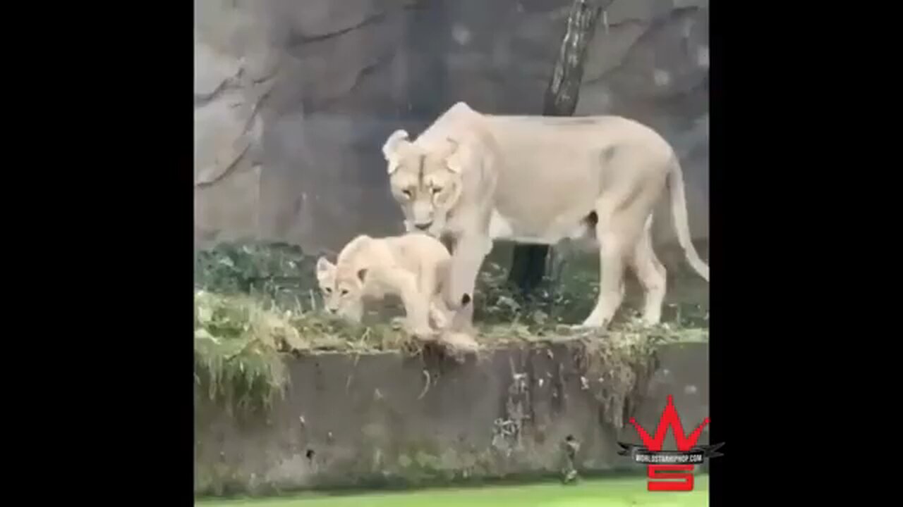 mummy lion King