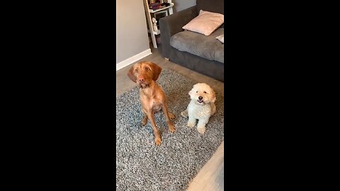 "Spin If You’re Happy! 🐶🎶"