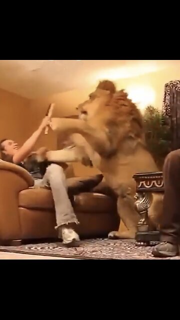 RESTLESS LION🏠🦁🧎‍♂️📸WANTS ATTENTION TO PLAY🦁🧎🙈💫