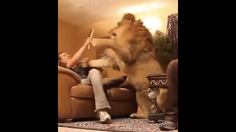 RESTLESS LION🏠🦁🧎‍♂️📸WANTS ATTENTION TO PLAY🦁🧎🙈💫