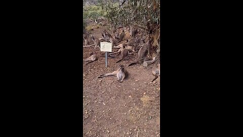 Kangaroo get together in Australia ๐ฆ๐บ