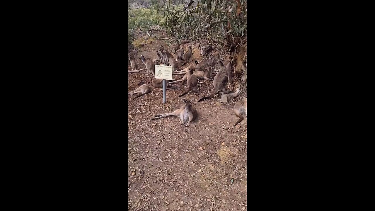 Kangaroo get together in Australia 🇦🇺