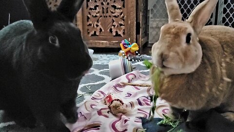 Bunny eating action! #bunny #cute #ASMR